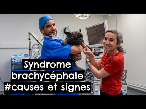 Vidéo: Syndrome Brachycéphale