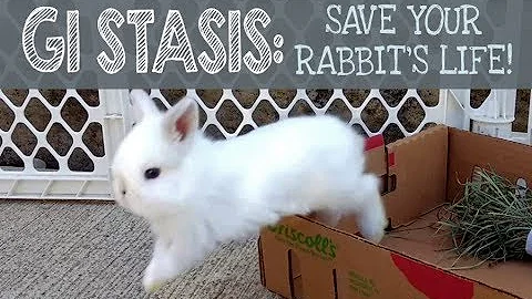 Preventing and Treating GI Stasis in Rabbits: Essential Tips