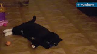 cat video