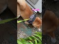 がんばれー！🍠多分…出てこない🤭 #可愛い娘 #柴犬 ♯芋？♯がんばれ