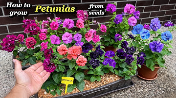Growing Petunia Flowers from Seed - Step by Step