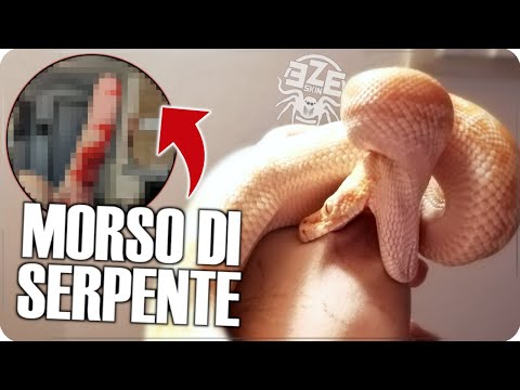 Video: I serpenti mordono con la coda?