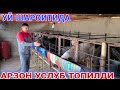 КУЙ БОКИБ 1 ОЙДА 500$ ДАРОМАТ КИЛИШ УСЛУБИ УЙ ШАРОИТИДА