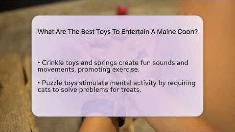 What Are The Best Toys To Entertain A Maine Coon? - PetGuide360.com