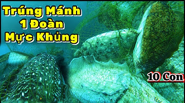 Ngày Thăm Điểm Mực Nang May Mắn | Điểm Mực Nào Cũng Có | Hunting for giant cuttlefish