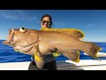 Record breaking grouper catch clean cook dauphin island alabama