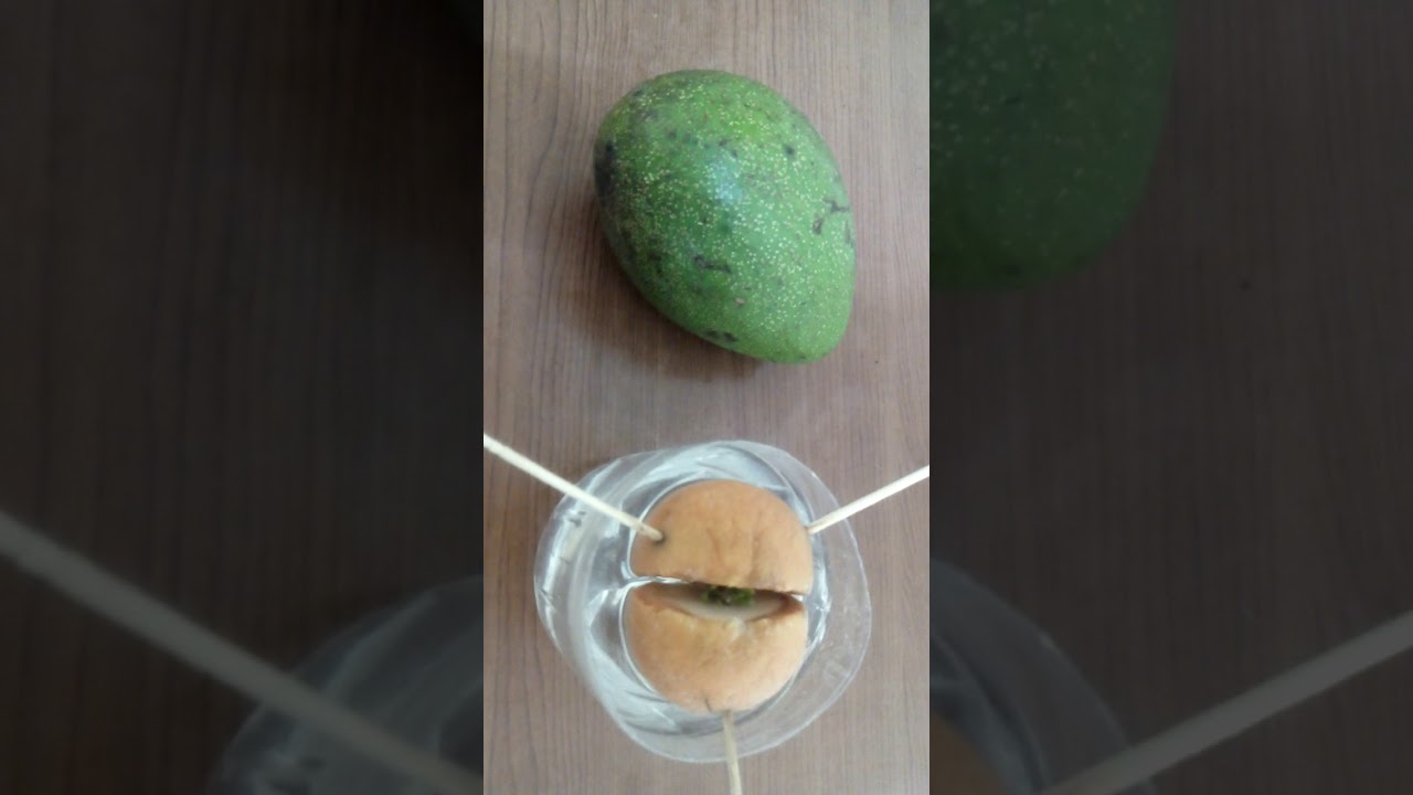 Avacada seed germination.