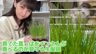 【生配信】育てた葉っぱをチンさんが食べるのか見守りながら雑談