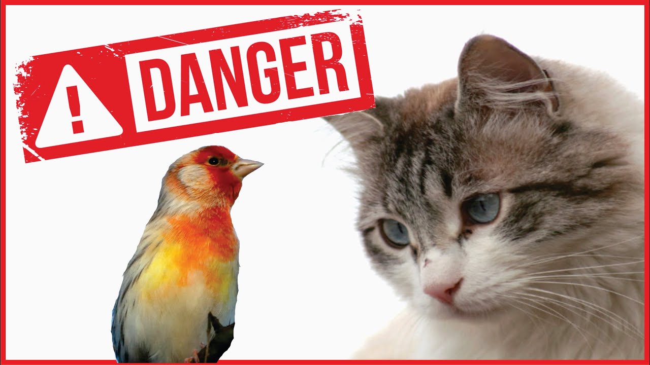 My Bird Almost DIED Must Watch YouTube my-bird-almost-died-must-watch-youtube