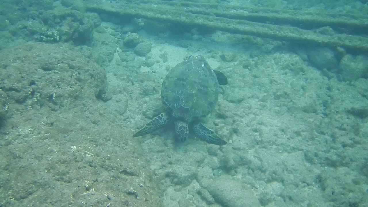 Snorkeling Kaanapali Beach Maui Video 3 YouTube