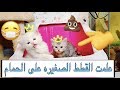 قططي الصغيره صارت تروح الحمام لوحدها 😍 كيف دربتها ؟/ تدريب القطط على مكان قضاء الحاجه / Mohamed Vlog