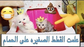 قططي الصغيره صارت تروح الحمام لوحدها  كيف دربتها ؟/ تدريب القطط على مكان قضاء الحاجه / Mohamed Vlog