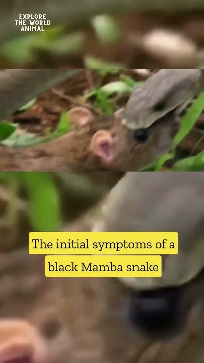 the-fastest-moving-snake-species-in-the-world-youtube