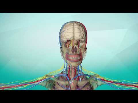 Видео: Учени: човешкият ум остава активен дори след смъртта - Алтернативен изглед