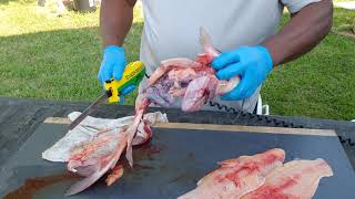 How to fillay a catfish and trim red meat off.
