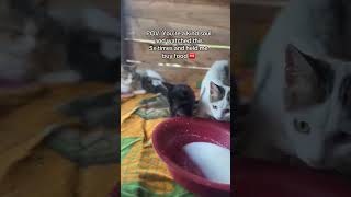 Even $1 can help please #savelives #fyppp #foryou #catsofyoutube