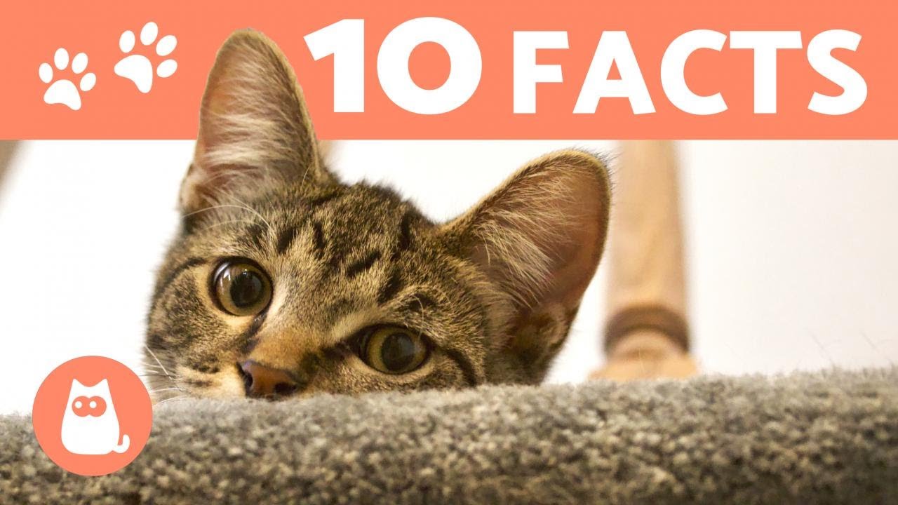 awesome facts about cats