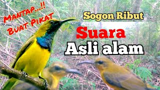 Suara Pikat Sogon Ribut Asli Alam Paling Ampuh