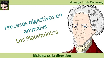 ¿Cómo digieren los platelmintos?