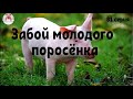 Миллион на свиньях.Забой молодого поросенка на заказ.Алтайская мясная порода.