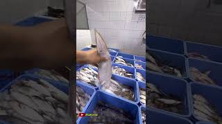 Fish Next To Prophet Musa As