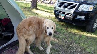 Cody at Custer Mountain 2020 by tlimberg06 44 views 3 years ago 23 seconds