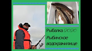 Рыбалка 2020. Рыбинское водохранилище.