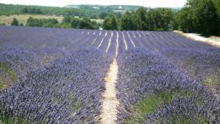 CHAMP DE LAVANDE EN PROVENCE