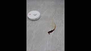 Spot Cleaning Test on Roborock Q8 Max+ Robot Vacuum Cleaner
