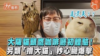 大阪貓頭鷹咖啡廳初體驗！另類「撸大貓」秒心臟爆擊｜TVBS ... 