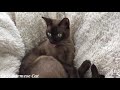 Cats Reacts to tornado and another cat react to fake death and finally 100 ping-pong balls