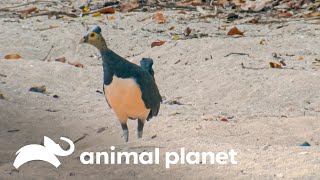 Incrível arte da ave maleo para fazer ninhos na praia | Lei da Sobrevivência | Animal Planet Brasil