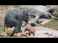 Mother Elephant try rescue baby From Lion blood thirsty but Failed || Leopard, Lion Attacks