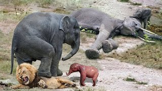 Mother Elephant try rescue baby From Lion blood thirsty but Failed || Leopard, Lion Attacks