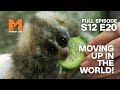 Baby Loris Bobbi Graduates | Season 12 Episode 20 | Full Episodes | Monkey Life