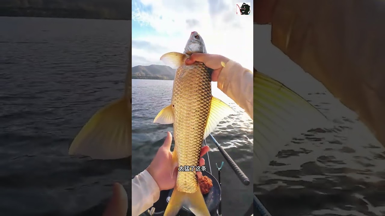 Câu Đài | Mấy con trôi này khoẻ phết đấy chứ full | Fishing Chill