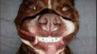 Nada Surf Blankest Year