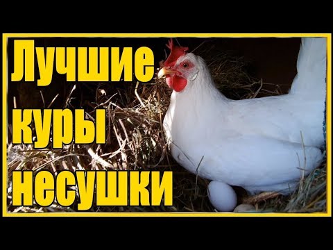 Выращивание несушек Ломан Вайт от цыпленка до первого яйца в 4 месяца