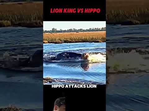 Lion vs hippo #trending #animals #wildlife #hippo #lion #shorts #lionking #youtubeshorts #virl #yt
