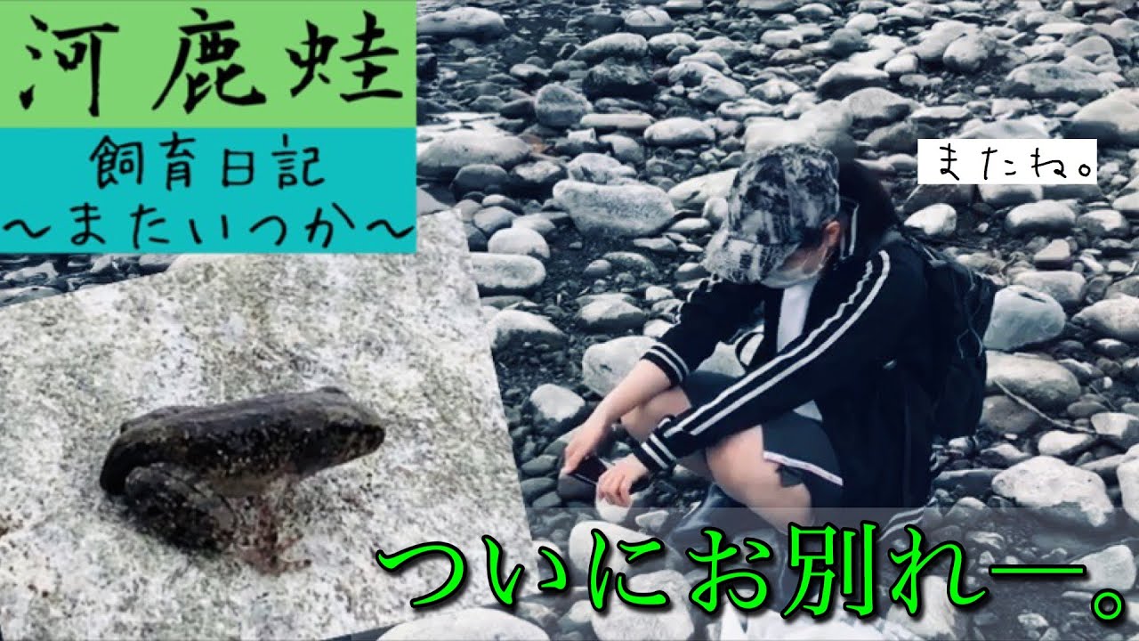 カジカガエル飼育日記 オタマジャクシから育てたカエルを放流してきた 元気でね Youtube