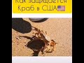 Как защищается краб