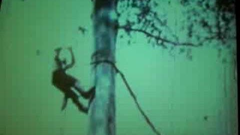 Old Tree Climbing techniques, tree cutting wood chopping