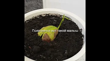 ❗Инструкция❗ Как вырастить МАНГО🥭 #дом #уют #манго #выращиваемманго #растения #растеневодство