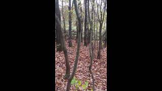 Jagde Hunt Terrier Kosovo Drone