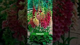 Best Plants that Attract Bees  | Bee Friendly Plants  #shorts #beefriendly