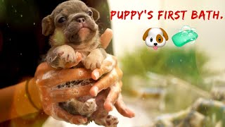 Bathing our French Bulldog Puppy's | Dog Grooming | Bathing Tips |French Bulldog Puppy Care