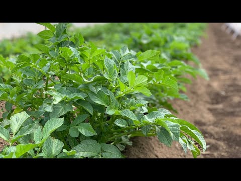 じゃがいも栽培　芽かきと追肥　病害虫の防除　20/5/1