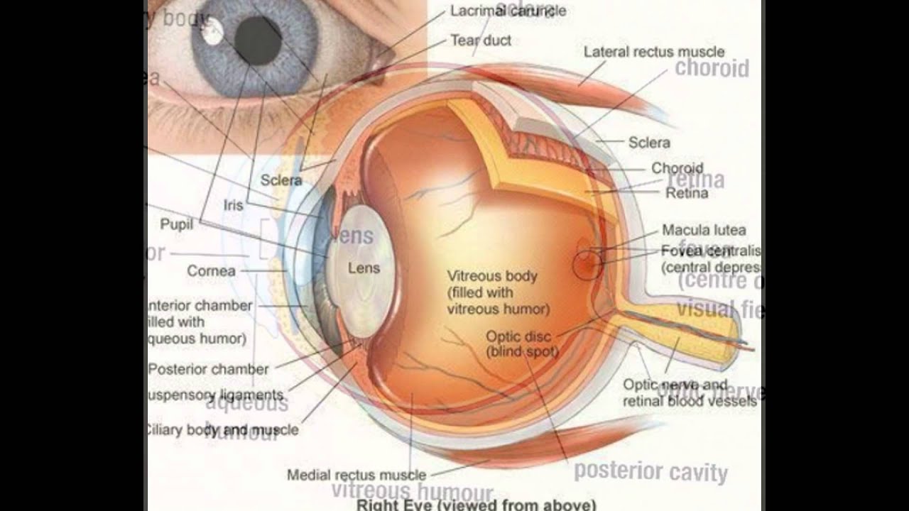 video phone beyonce mp3 Function Of Parts Of Eye