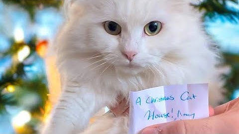 Day 1: Giving Our Cat A House |  Donuts Cat Advent Calendar