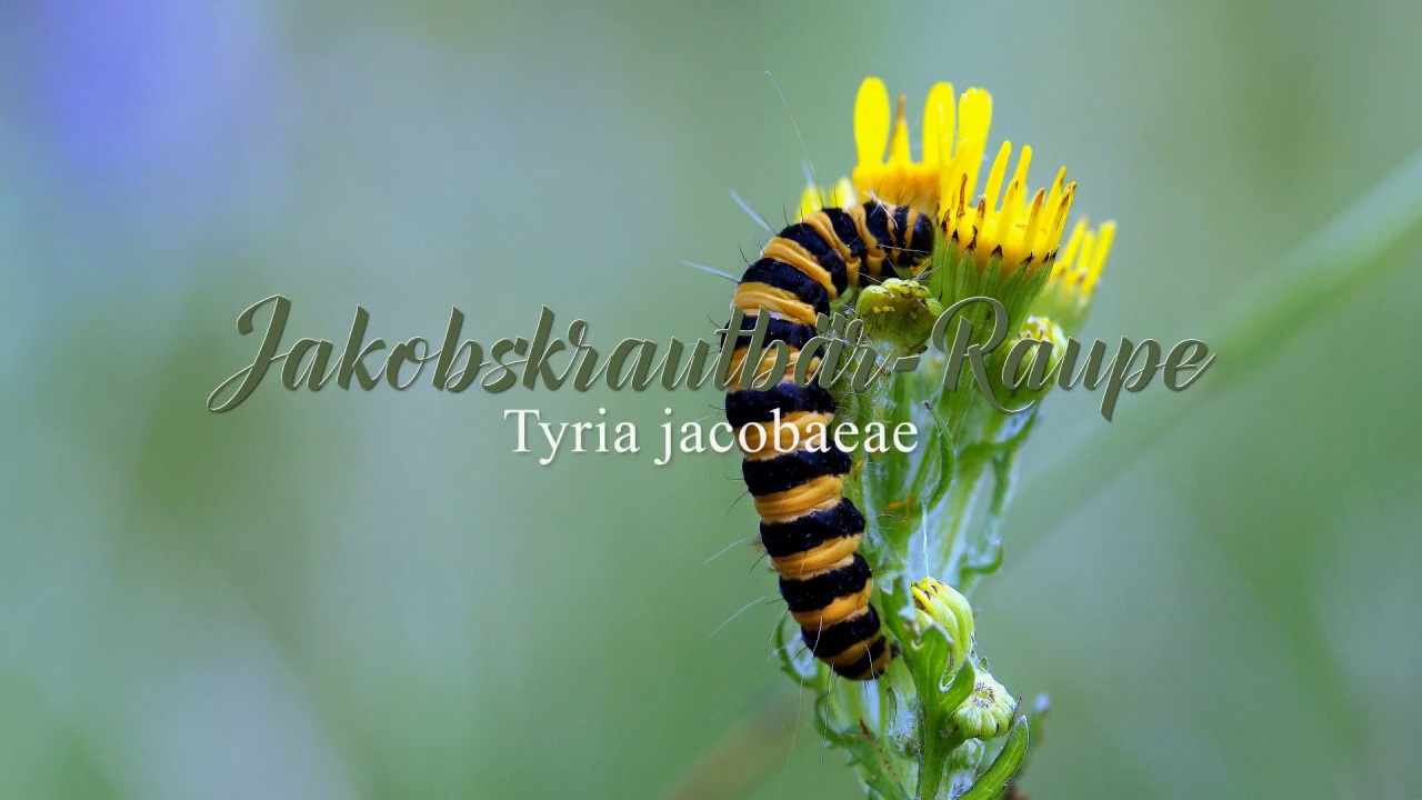 Jakobskrautbär Raupe (Tyria jacobaeae)
